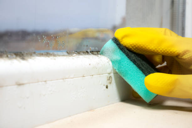 DIY Mold Remediation